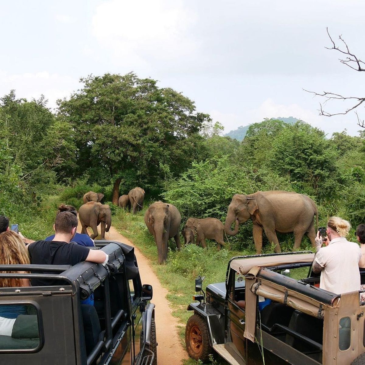 Jeep Safari Adventure
