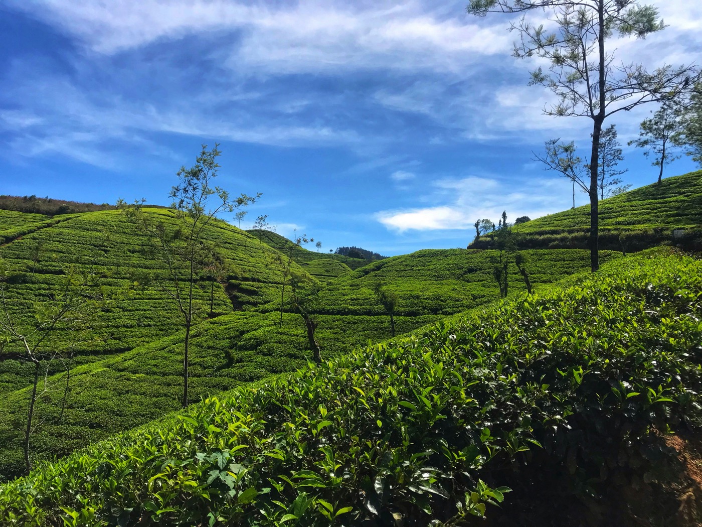 Into the Tea Highlands