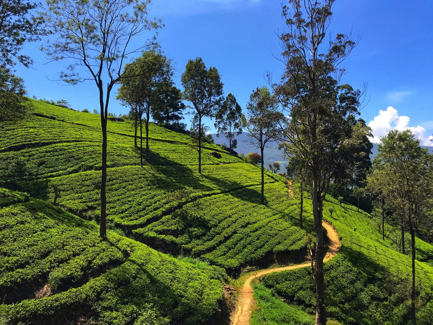 Into the Ceylon Tea Highlands