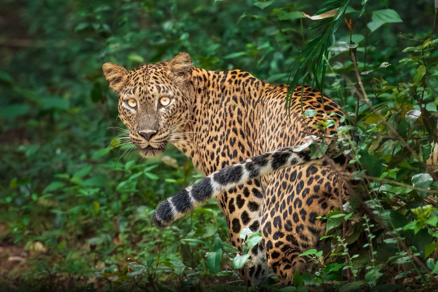 Wildlife Safari & Hiriketiya
