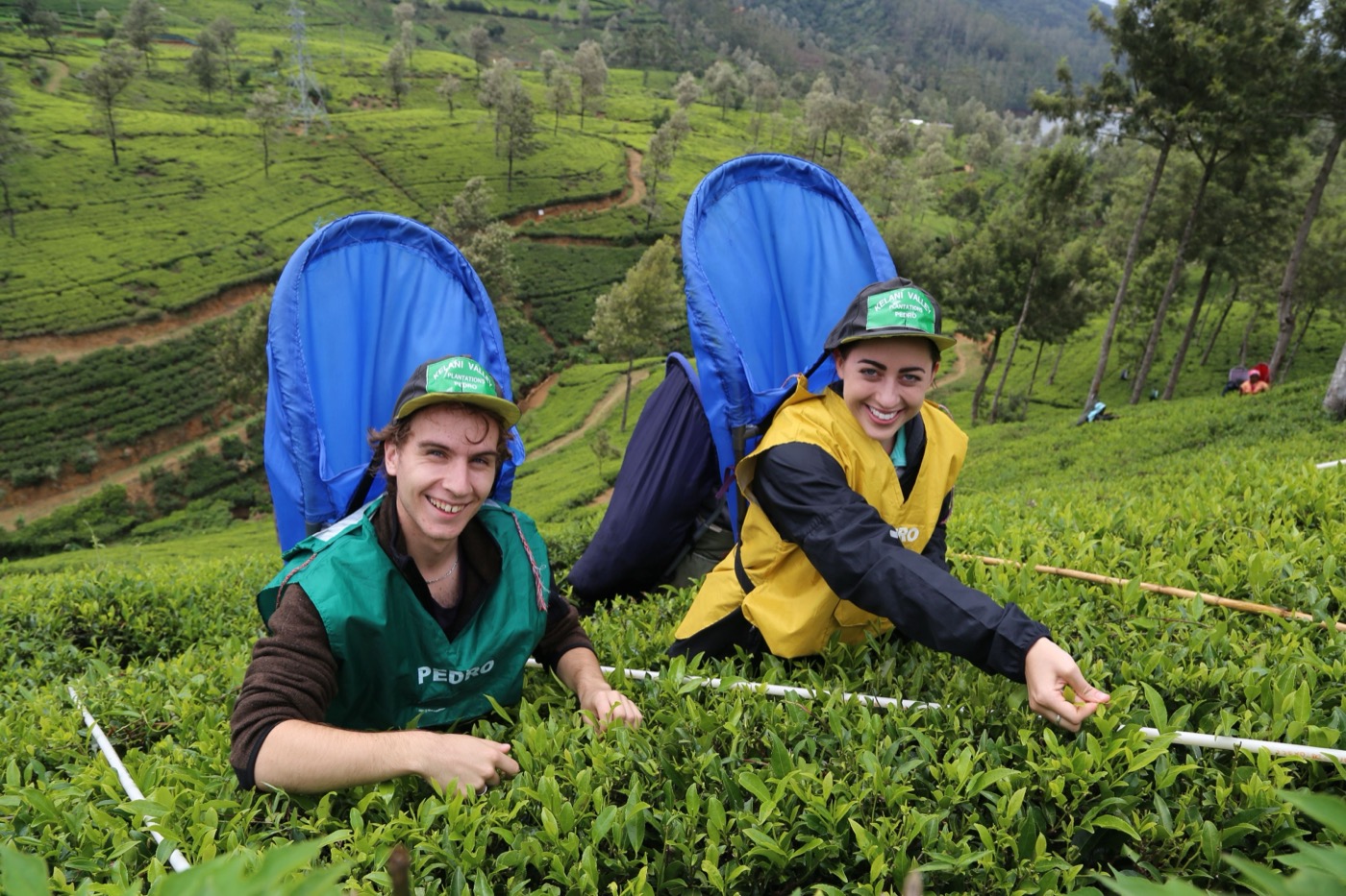 Into Tea Country