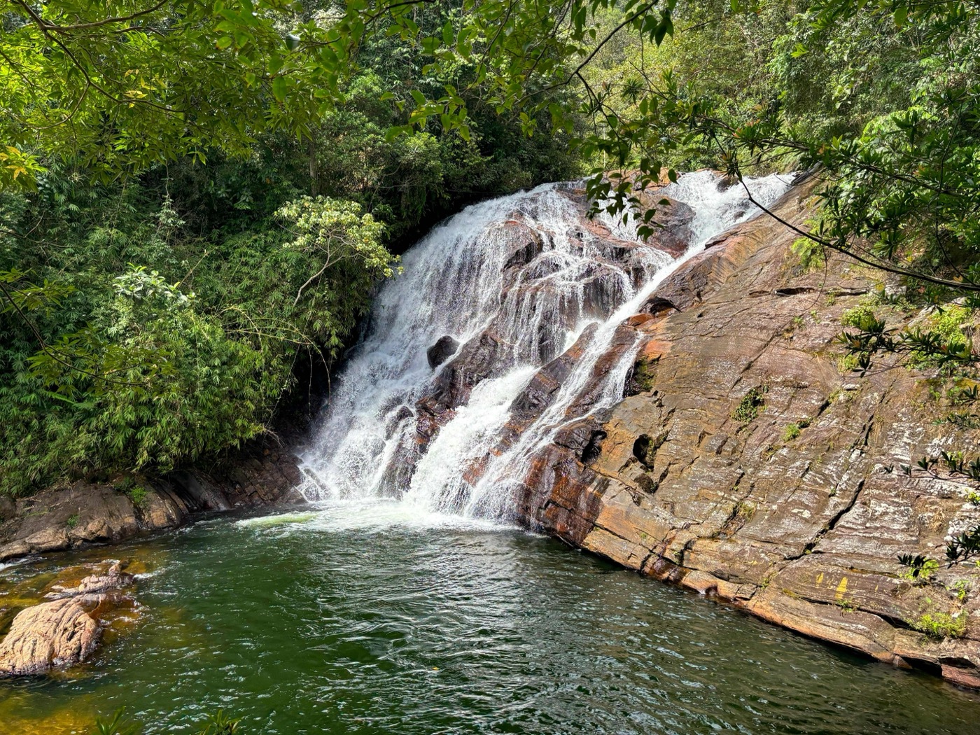 Into the Rainforest