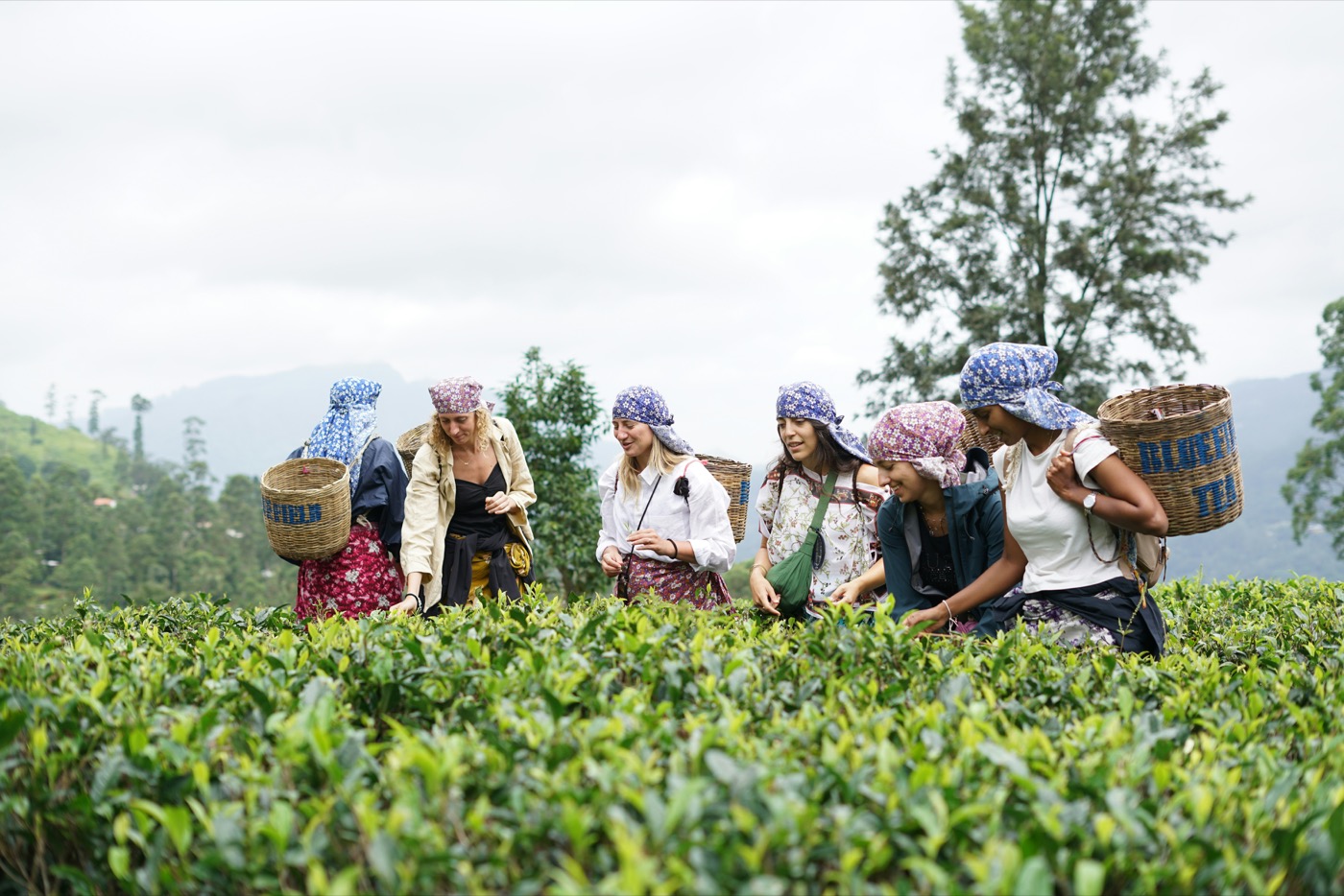 Sacred Temples & The Tea Highlands