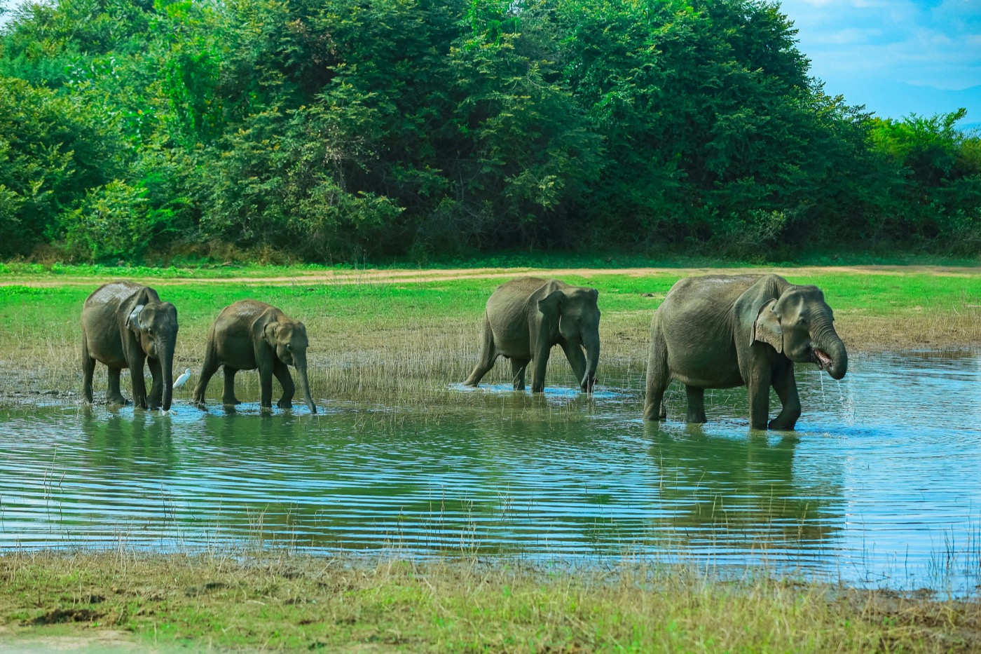 Why Sri Lanka Has So Much Wildlife in Such a Small Country