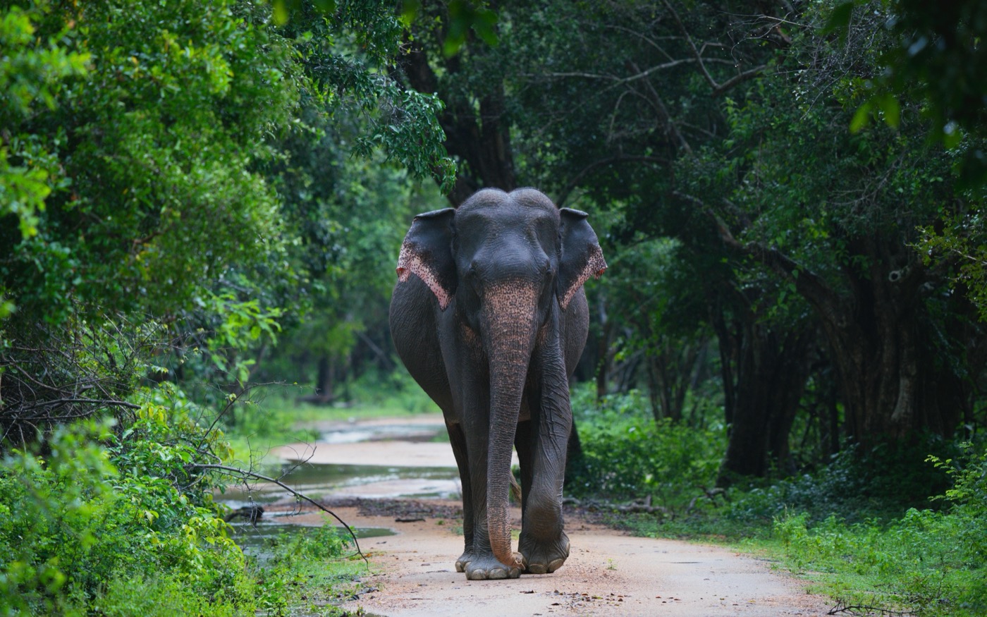 Wild Sri Lanka: Nature, Wildlife & Rainforest