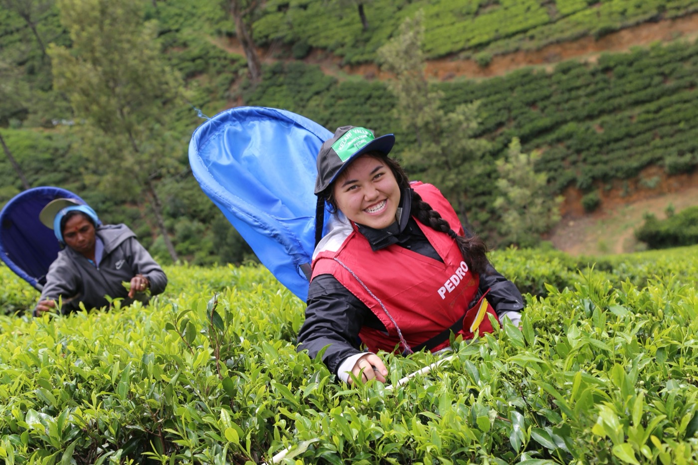 Hill Country Tea Plantation Tea Plucking